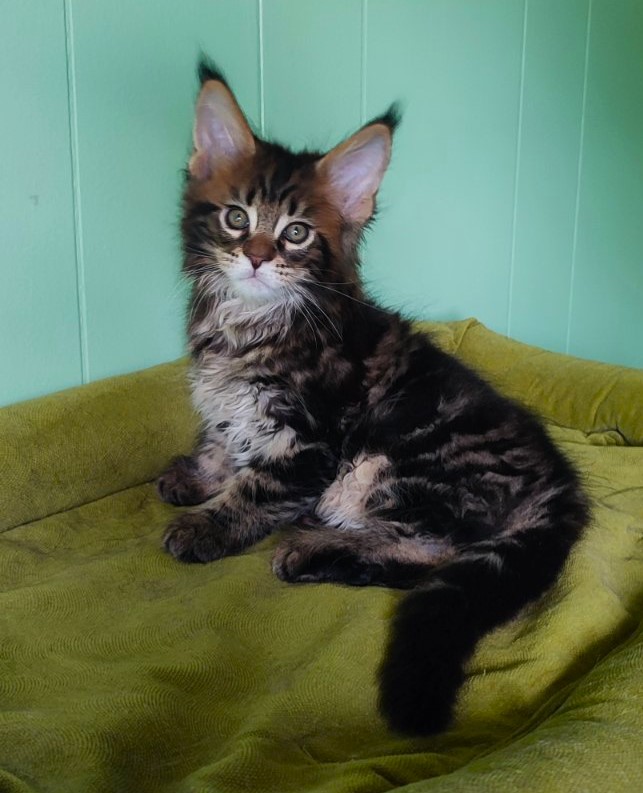 Odin Monterini - Kitten maine-coon 1 month 2.5 weeks