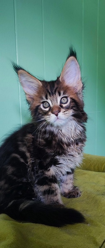 Odin Monterini - Kitten maine-coon 1 month 2.5 weeks