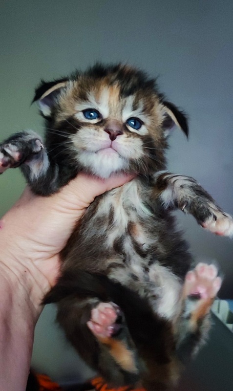 Olvia Monterini - Kitten maine-coon 3 weeks