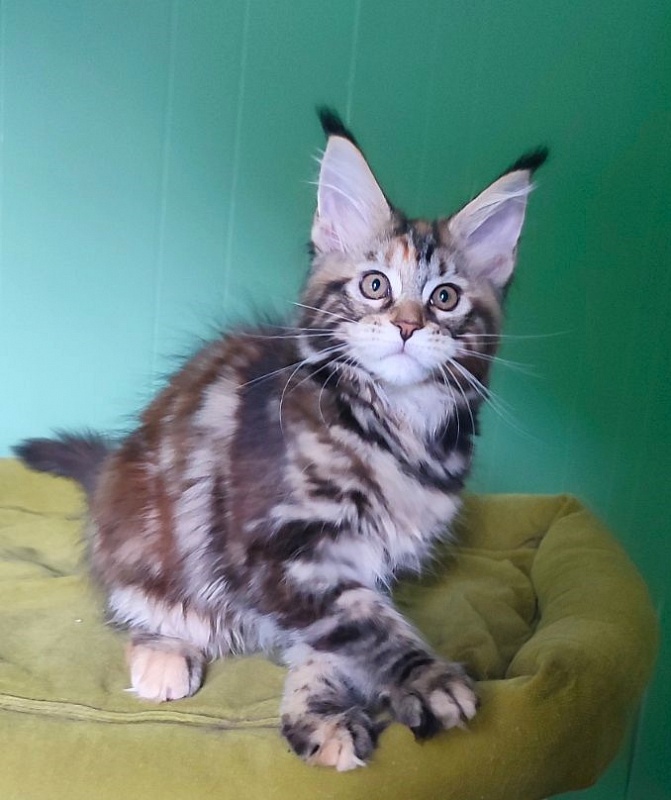 Olvia Monterini - Kitten maine-coon 3 months