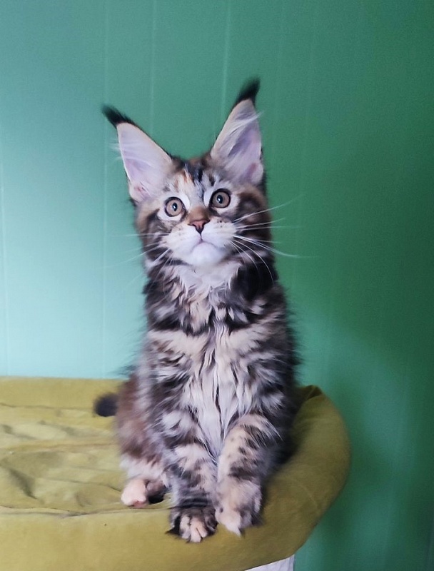Olvia Monterini - Kitten maine-coon 3 months