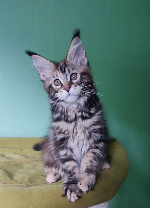 Olvia Monterini - Kitten maine-coon 3 months