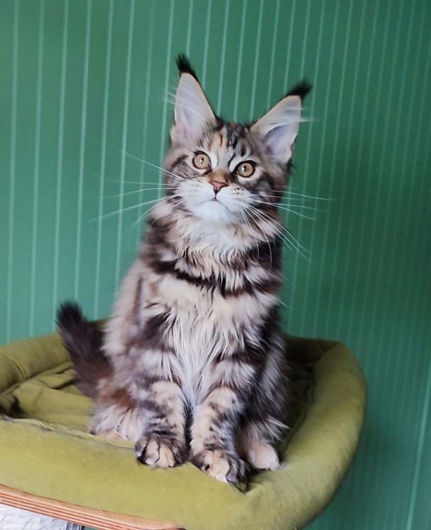 Olvia Monterini - Kitten maine-coon 3 months 3 weeks
