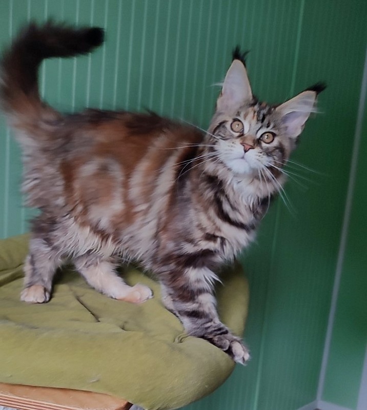 Olvia Monterini - Kitten maine-coon 3 months 3 weeks