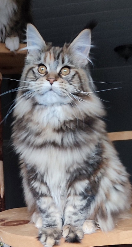 Olvia Monterini - Kitten maine-coon 5 months 2 weeks