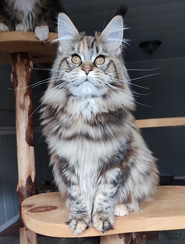 Olvia Monterini - Kitten maine-coon 5 months 2 weeks