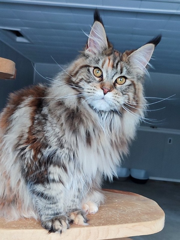 Olvia Monterini - Junior maine-coon 7 months 3.5 weeks