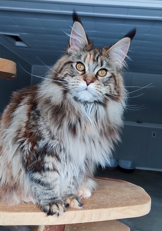 Olvia Monterini - Junior maine-coon 7 months 3.5 weeks