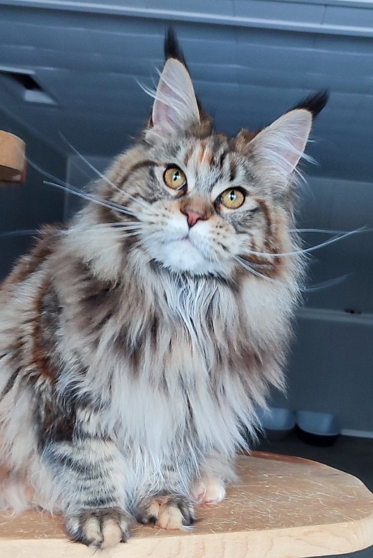Olvia Monterini - Junior maine-coon 7 months 3.5 weeks