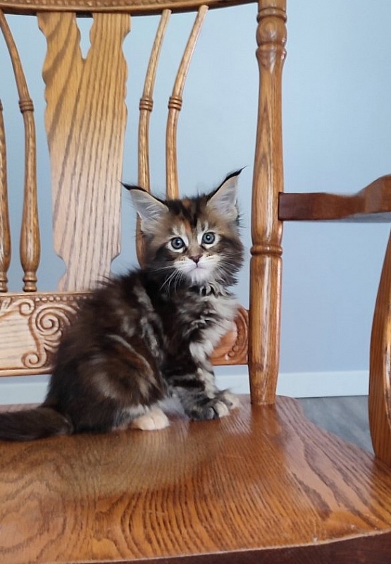 Olvia Monterini - Kitten maine-coon 1 month 2 weeks