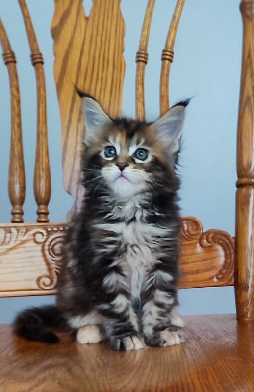 Olvia Monterini - Kitten maine-coon 1 month 2 weeks