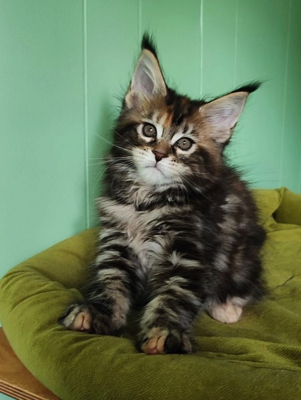 Olvia Monterini - Kitten maine-coon 1 month 3.5 weeks
