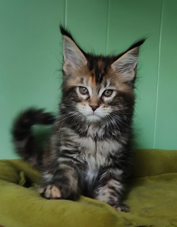 Olvia Monterini - Kitten maine-coon 1 month 3.5 weeks