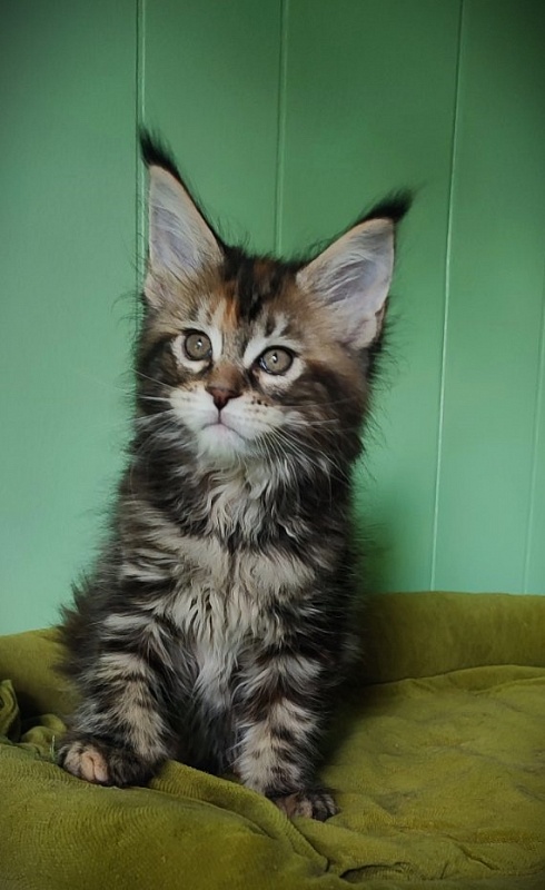 Olvia Monterini - Kitten maine-coon 1 month 3.5 weeks
