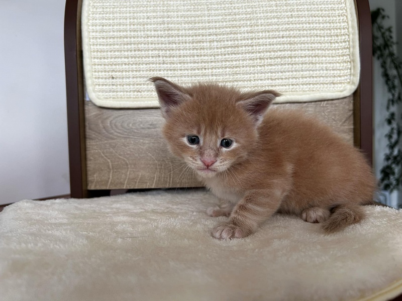 Pancake Monterini - Kitten maine-coon 3.5 weeks