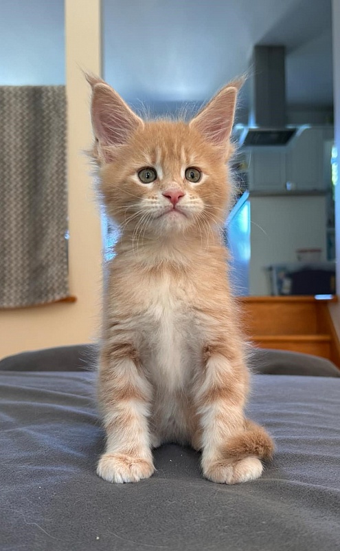 Pancake Monterini - Kitten maine-coon 1 month 1.5 week