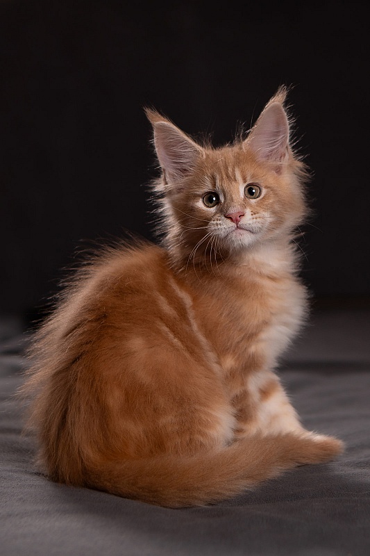 Pancake Monterini - Kitten maine-coon 1 month 3.5 weeks