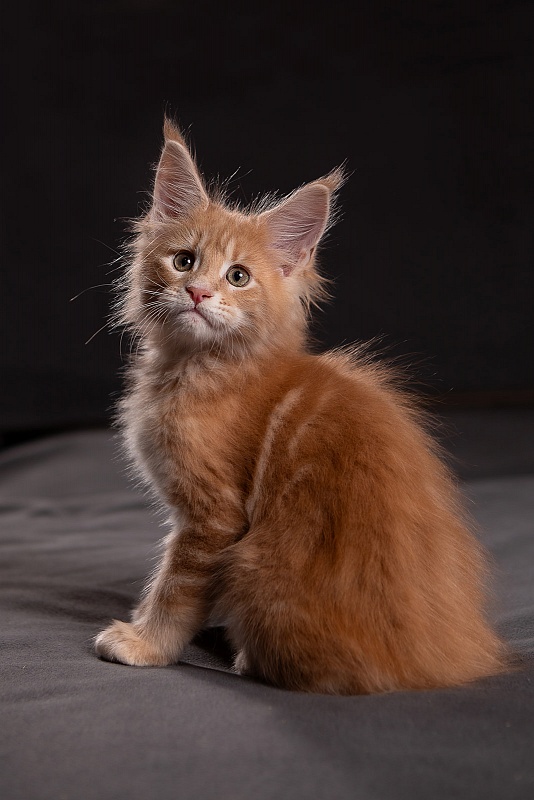 Pancake Monterini - Kitten maine-coon 1 month 3.5 weeks