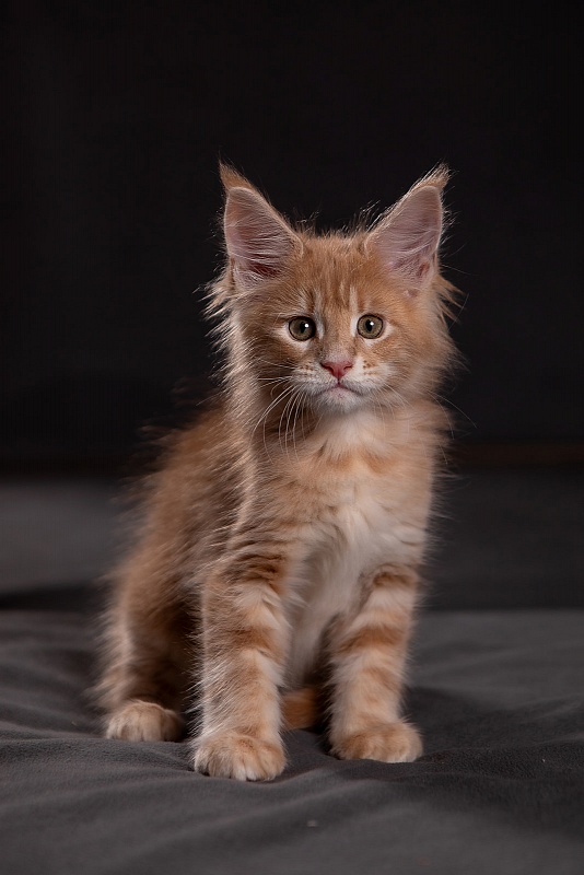 Pancake Monterini - Kitten maine-coon 1 month 3.5 weeks