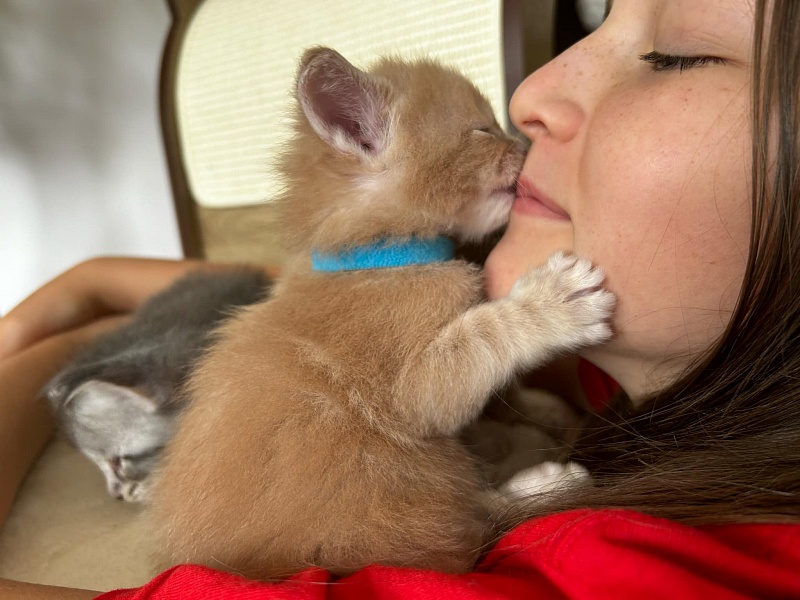 Pancake Monterini - Kitten maine-coon 3.5 weeks