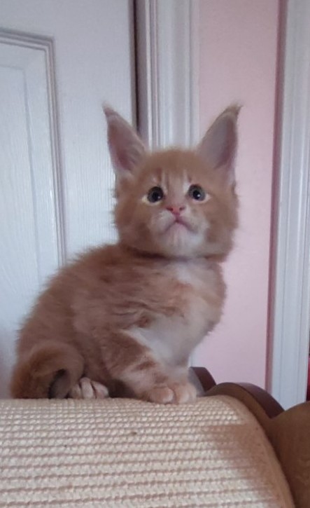 Pancake Monterini - Kitten maine-coon 1 month 0.5 weeks