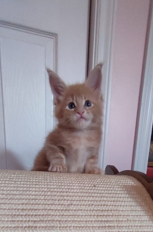 Pancake Monterini - Kitten maine-coon 1 month 0.5 weeks