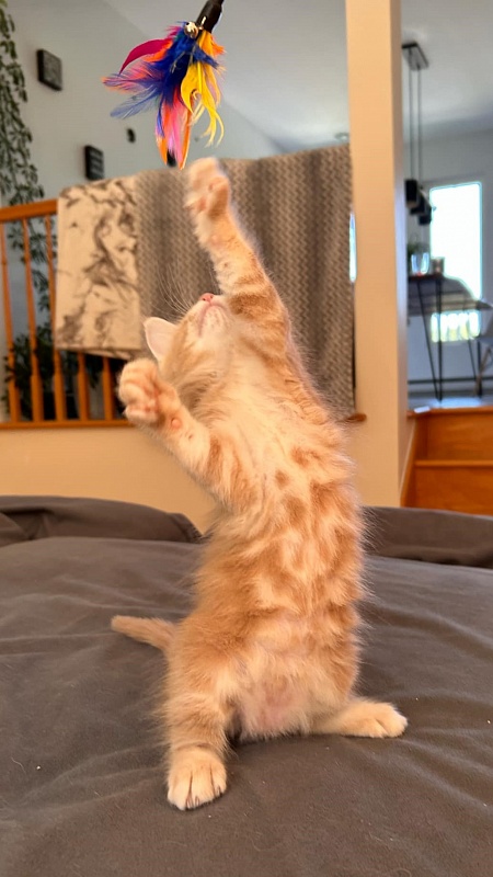 Pancake Monterini - Kitten maine-coon 1 month 1.5 week