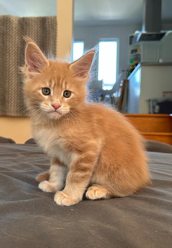 Pancake Monterini - Kitten maine-coon 1 month 1.5 week