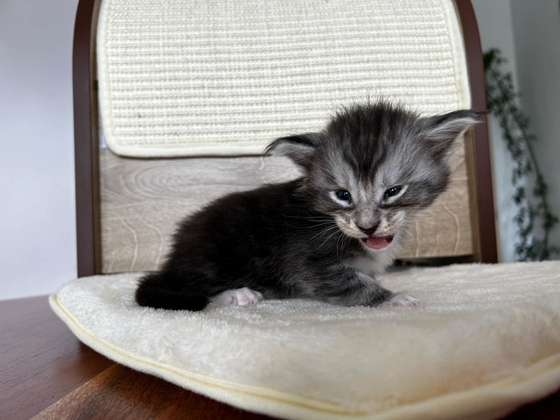 Qatar Monterini - Kitten maine-coon 3.5 weeks