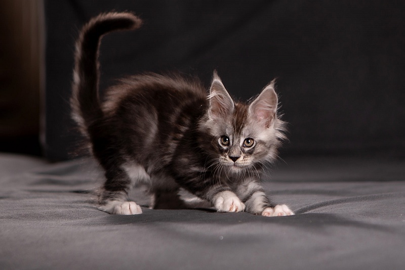 Qatar Monterini - Kitten maine-coon 1 month 3.5 weeks