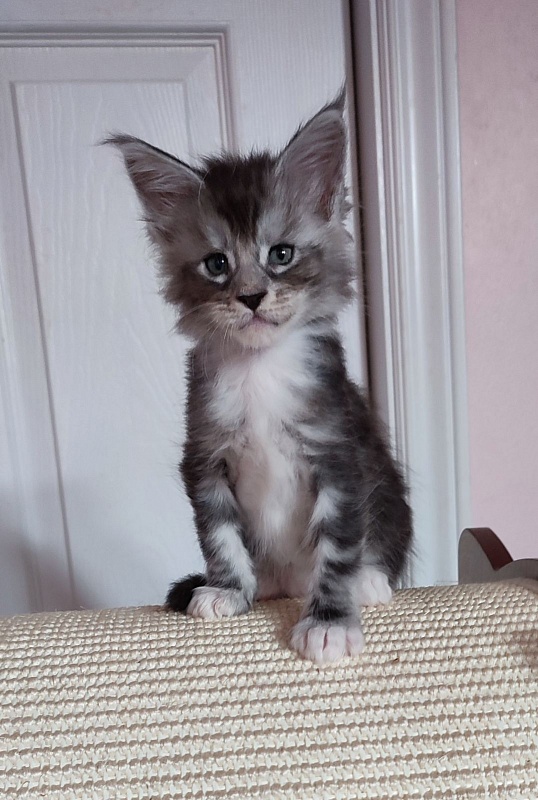 Qatar Monterini - Kitten maine-coon 1 month 0.5 weeks