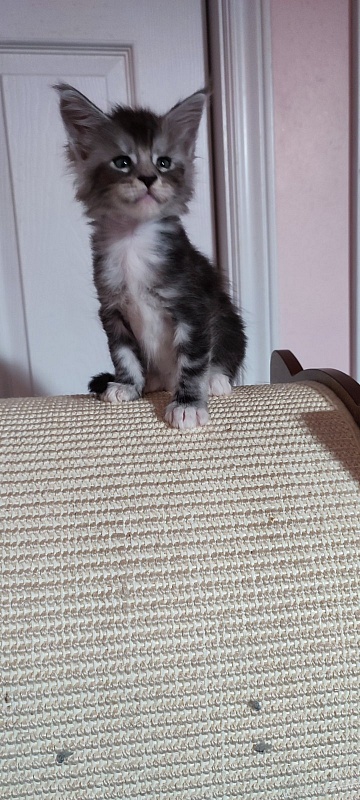 Qatar Monterini - Kitten maine-coon 1 month 0.5 weeks