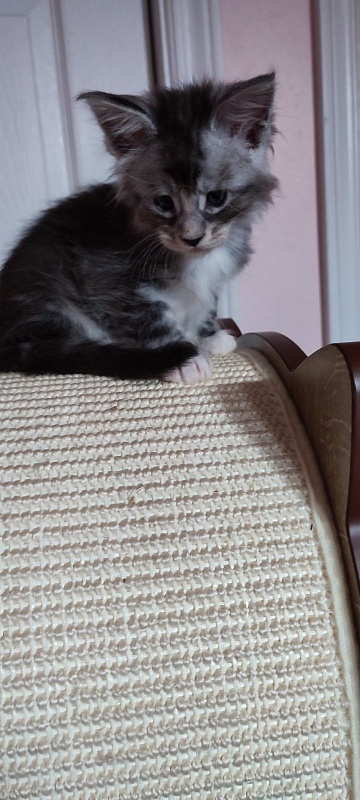 Qatar Monterini - Kitten maine-coon 1 month 0.5 weeks