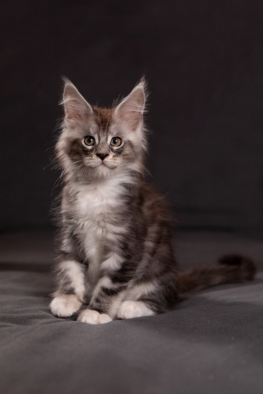 Qatar Monterini - Kitten maine-coon 1 month 3.5 weeks