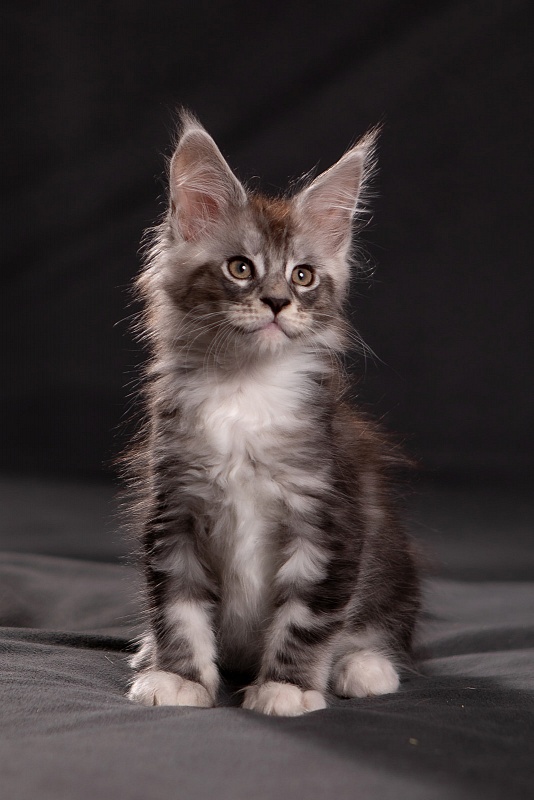 Qatar Monterini - Kitten maine-coon 1 month 3.5 weeks