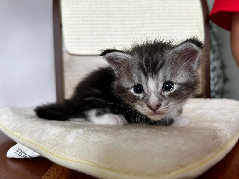 Q-tip Monterini - Kitten maine-coon 3.5 weeks