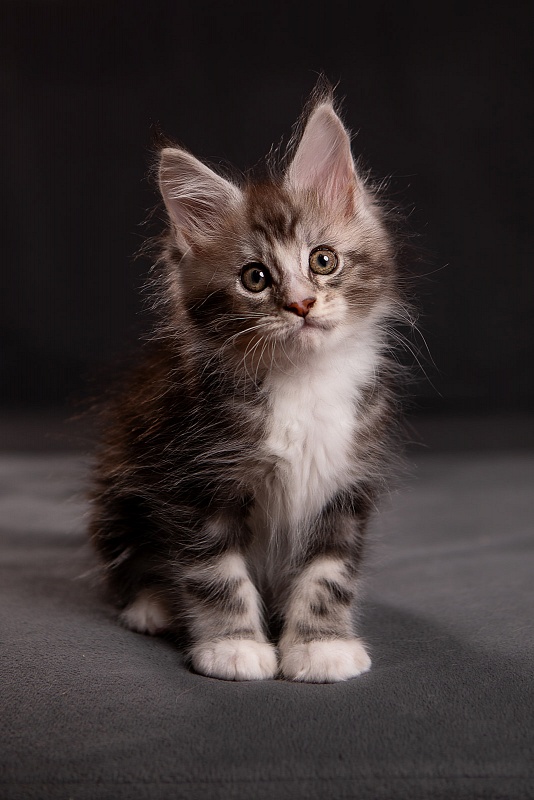 Q-tip Monterini - Kitten maine-coon 1 month 3.5 weeks
