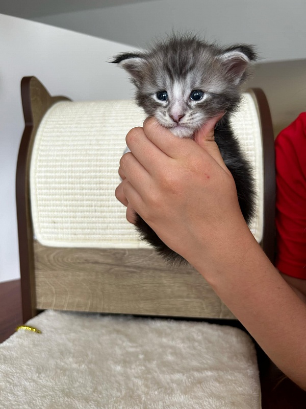 Q-tip Monterini - Kitten maine-coon 3.5 weeks
