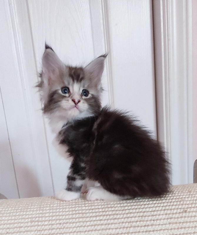 Q-tip Monterini - Kitten maine-coon 1 month 0.5 weeks