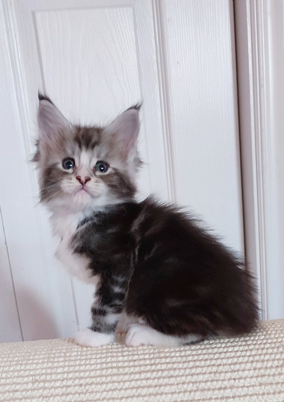 Q-tip Monterini - Kitten maine-coon 1 month 0.5 weeks