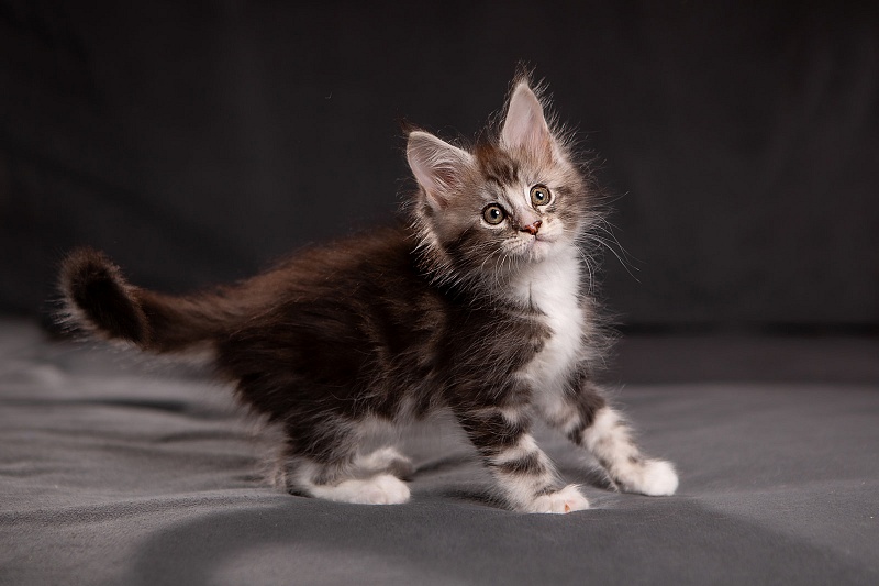 Q-tip Monterini - Kitten maine-coon 1 month 3.5 weeks