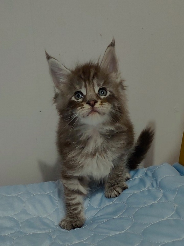 Sapphir  Monterini - Kitten maine-coon 1 month