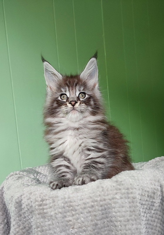 Sapphir  Monterini - Kitten maine-coon 1 month 3 weeks