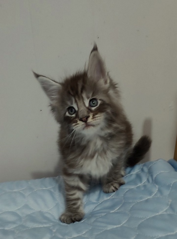 Sapphir  Monterini - Kitten maine-coon 1 month