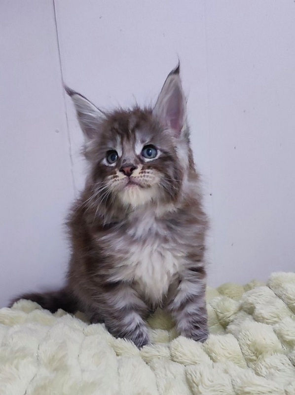 Sapphir  Monterini - Kitten maine-coon 1 month 0.5 weeks