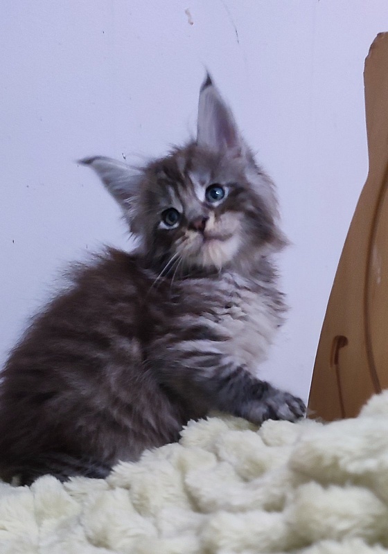 Sapphir  Monterini - Kitten maine-coon 1 month 0.5 weeks