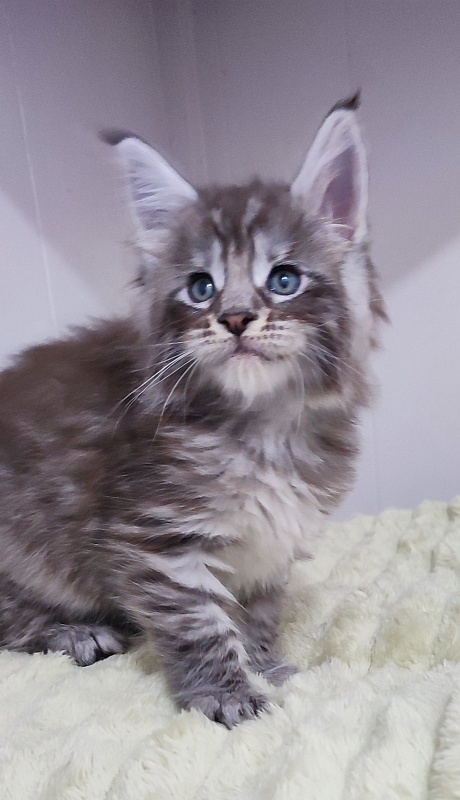 Sapphir  Monterini - Kitten maine-coon 1 month 0.5 weeks