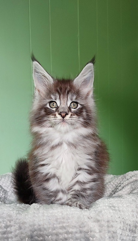 Sapphir  Monterini - Kitten maine-coon 1 month 3 weeks