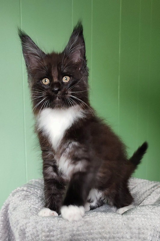 Solo Monterini - Kitten maine-coon 1 month 3 weeks