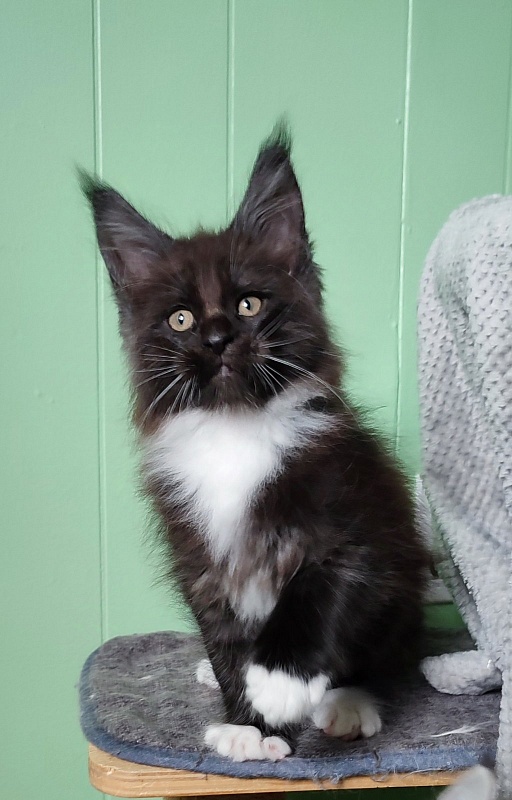 Solo Monterini - Kitten maine-coon 1 month 3 weeks